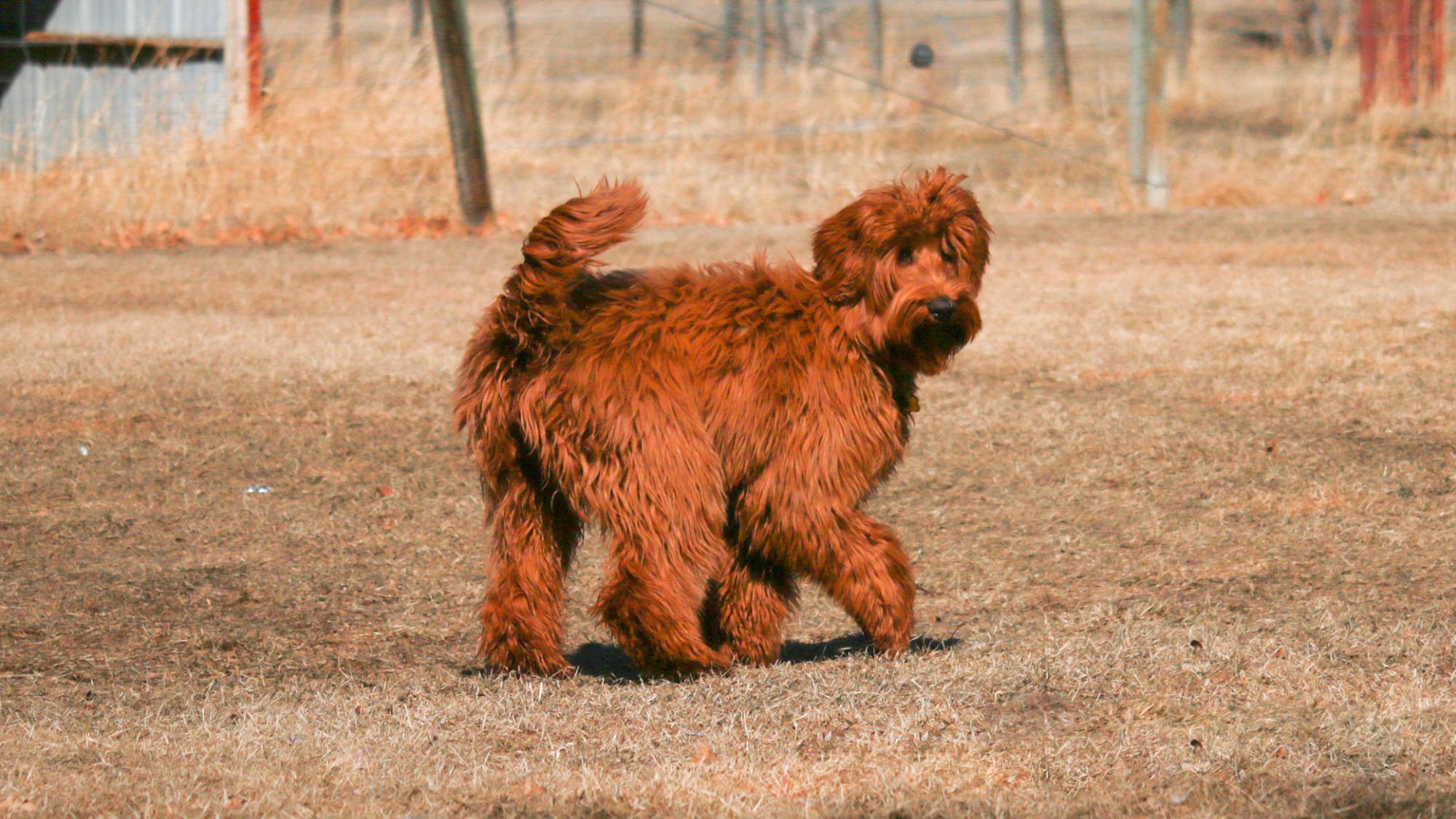 Australian Labradoodle - Big Rock's Baguette - Etta