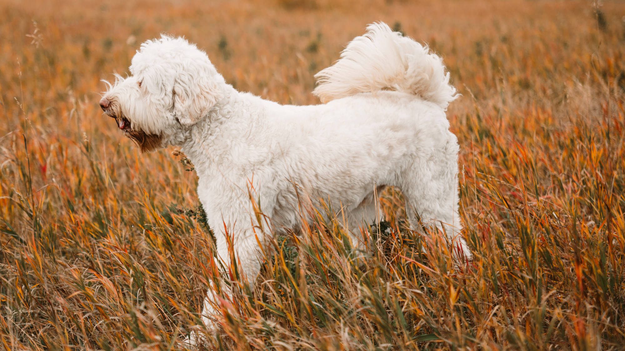Australian Labradoodle - Big Rock's Rare Element - Mercury