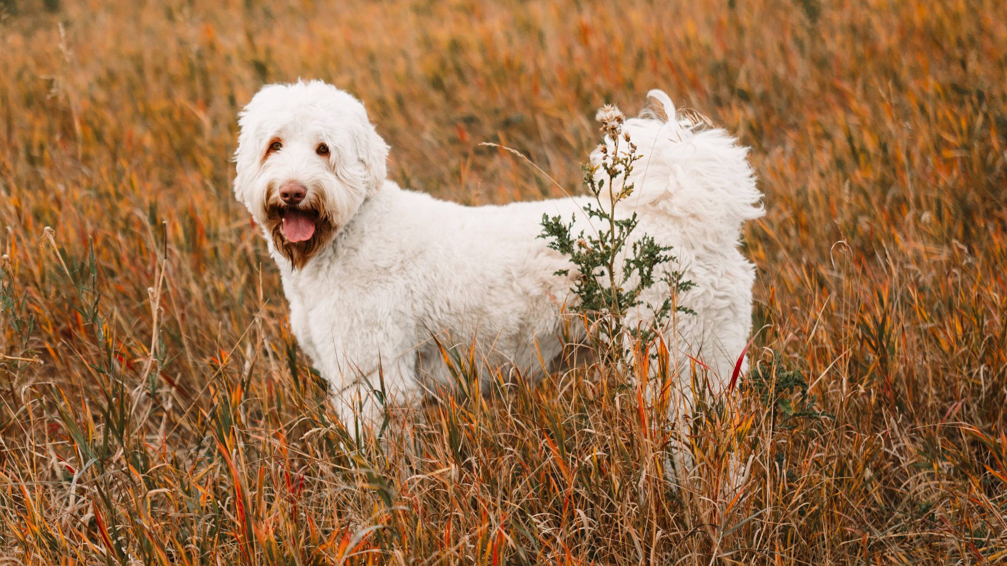Australian Labradoodle - Big Rock's Rare Element - Mercury