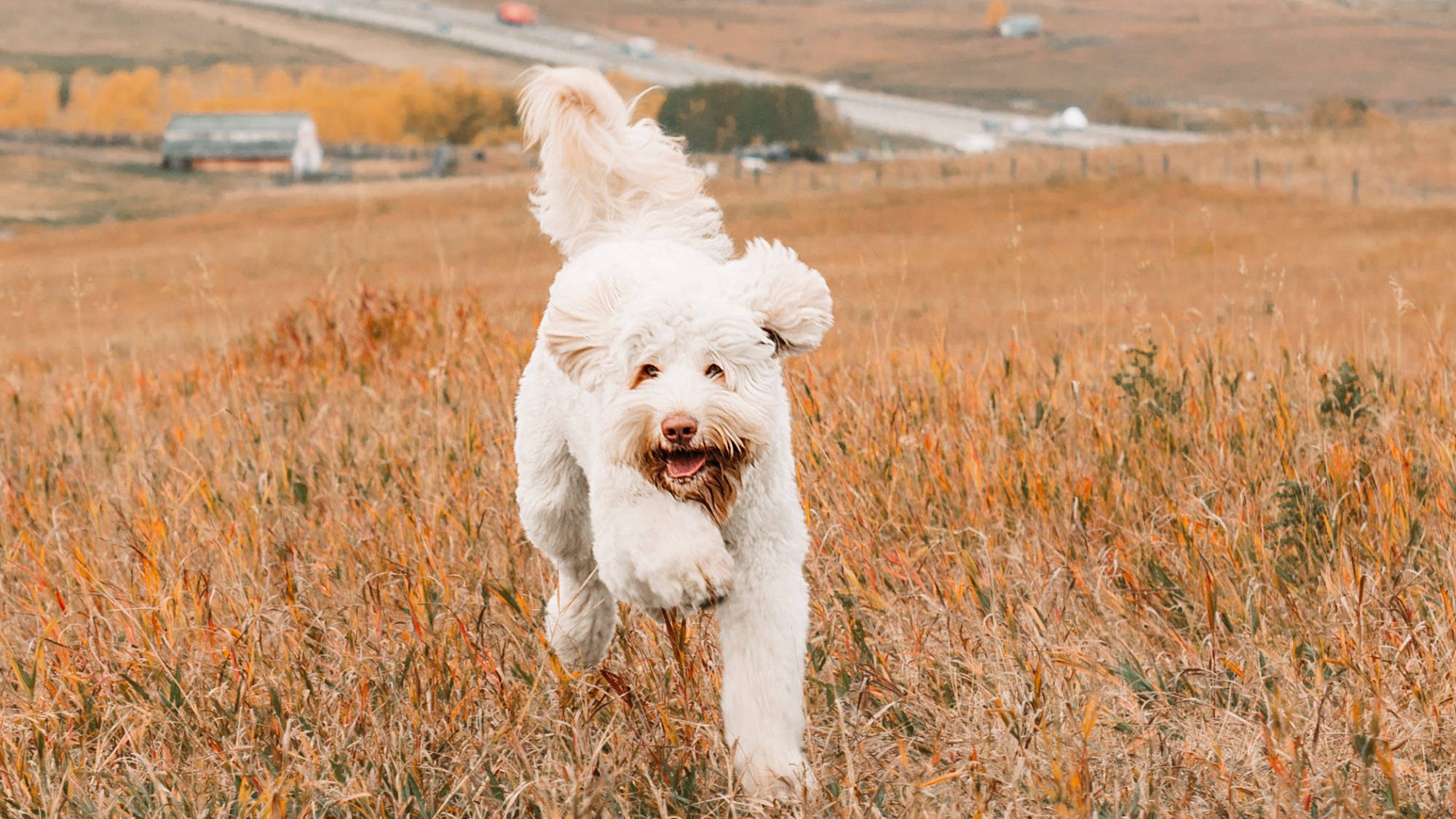 Australian Labradoodle - Big Rock's Rare Element - Mercury