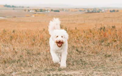 Signs of Heatstroke in Dogs