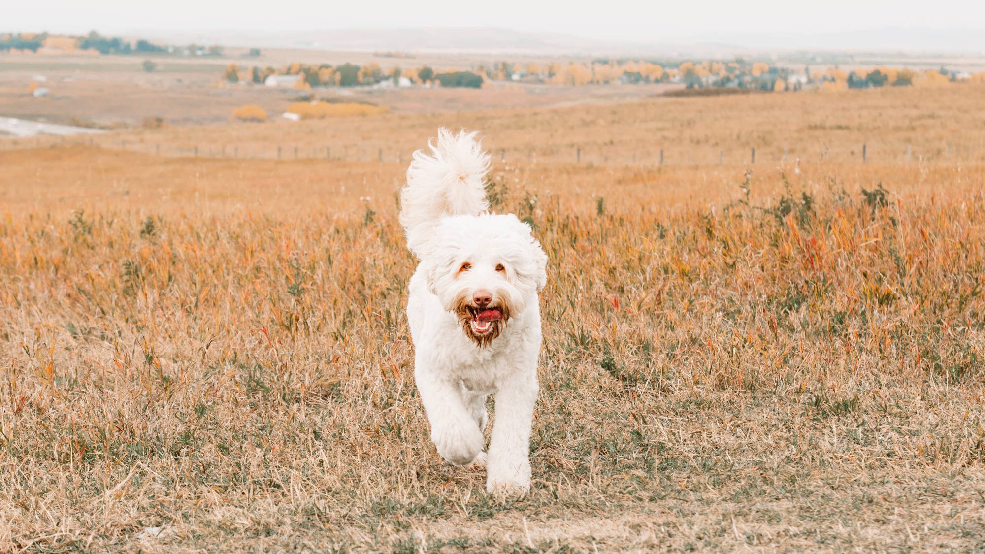 Australian Labradoodle - Big Rock's Rare Element - Mercury
