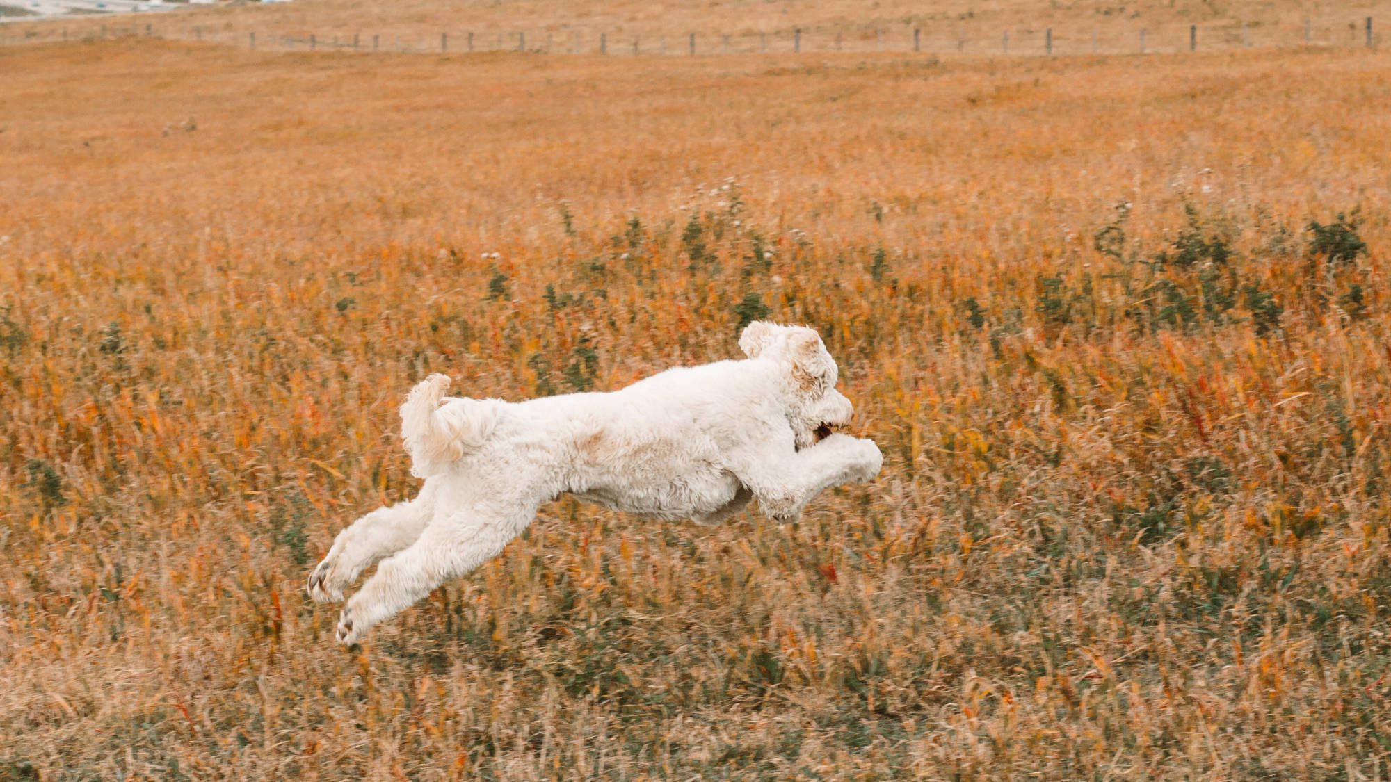 Australian Labradoodle - Big Rock's Rare Element - Mercury