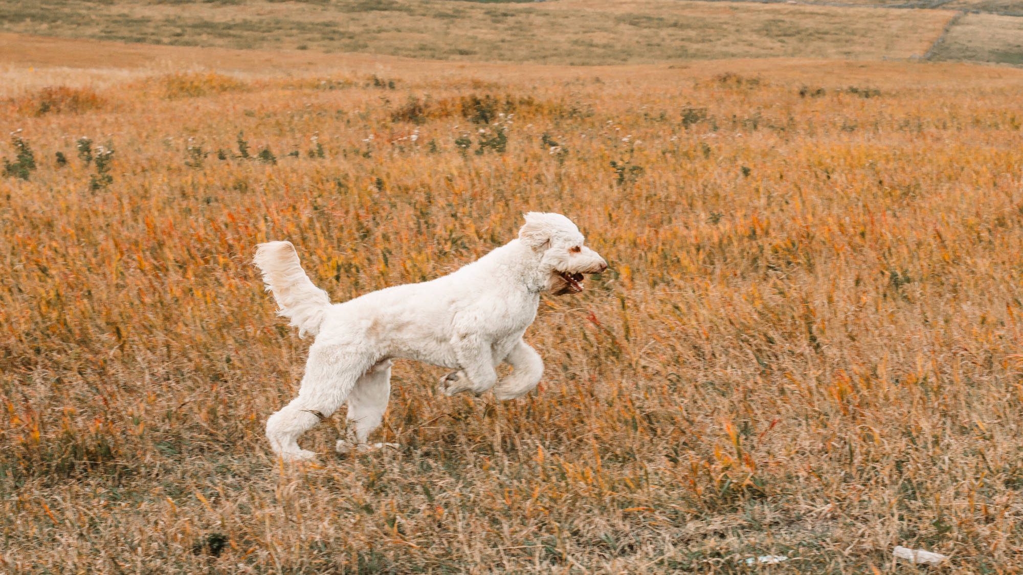 Australian Labradoodle - Big Rock's Rare Element - Mercury