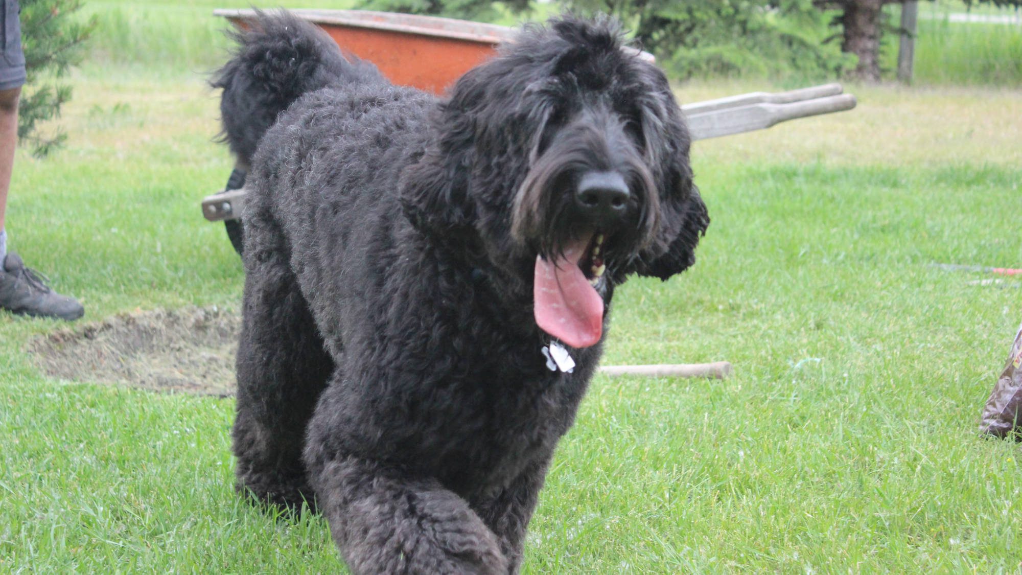 Australian Labradoodle - Big Rock's Sherman - Sherman