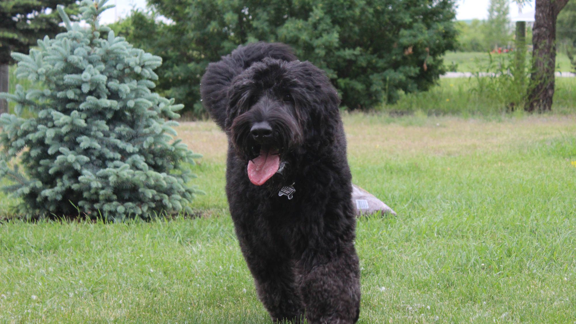 Australian Labradoodle - Big Rock's Sherman - Sherman