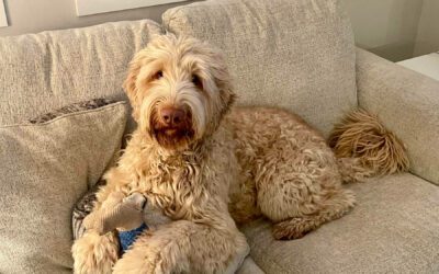 Australian Labradoodle - Big Rock's Walrus - Tate