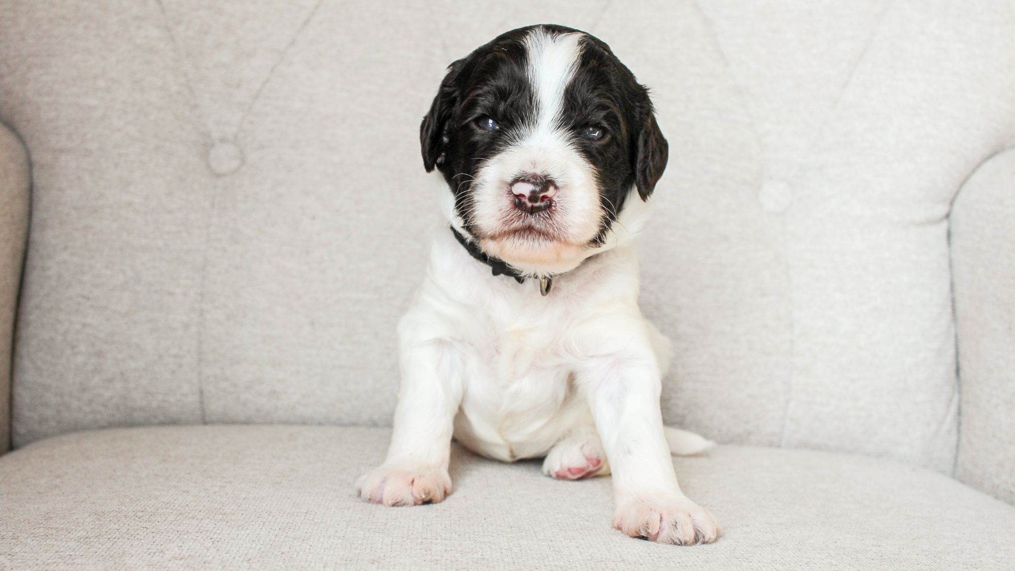 Big Rock's Doc - form Big Rock Labradoodles Willie Nelson and Friends Litter - at 3 weeks old