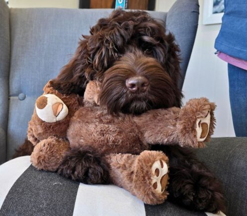 Big Rock Labradoodles Vine Ripened Rovers at 5.5 months - Cherry