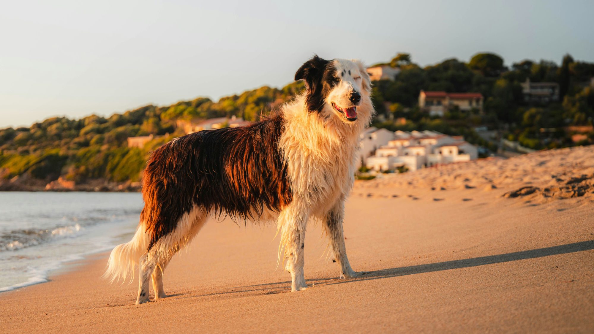 Summer Safety Tips for Dogs