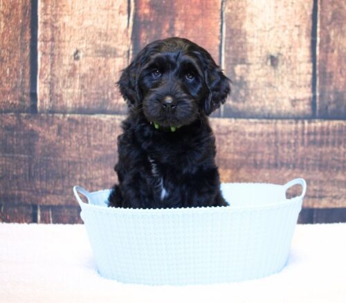 7 week old Australian Labradoodle in a blue basket.
